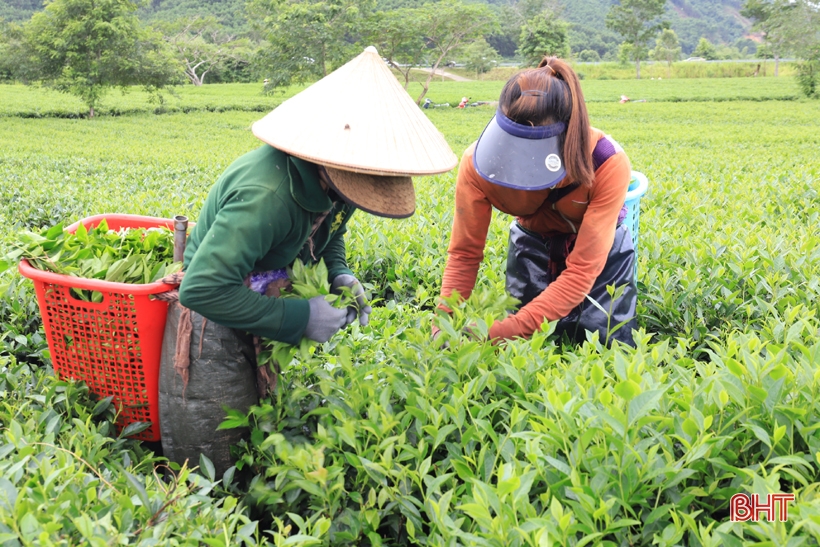 Thương hiệu trà xanh Thảo Nguyên trên vùng đất Hương Sơn