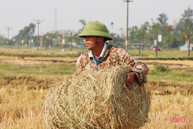 Nhân rộng mô hình sản xuất lúa theo hướng hữu cơ ở Cẩm Xuyên
