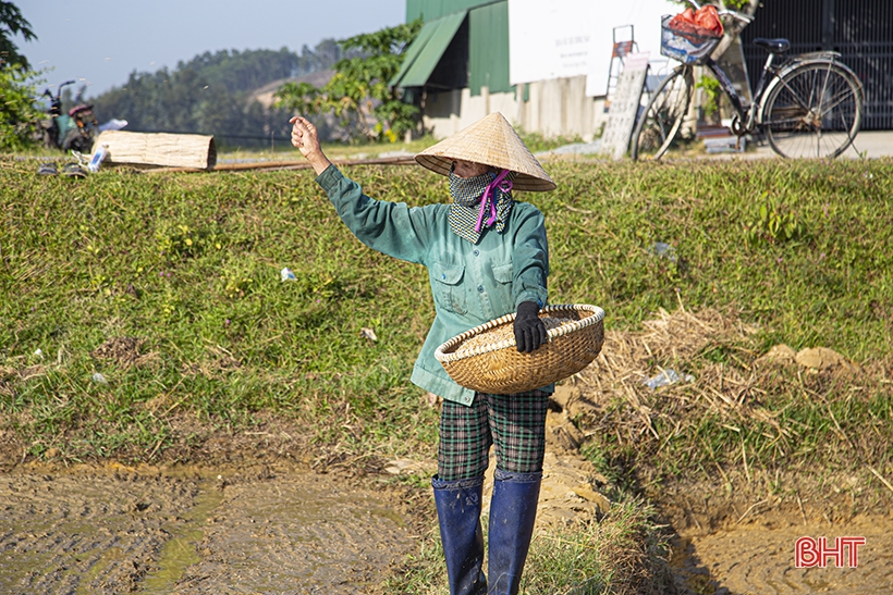 Nông dân Hà Tĩnh đẩy nhanh tiến độ gieo cấy, đảm bảo lịch thời vụ