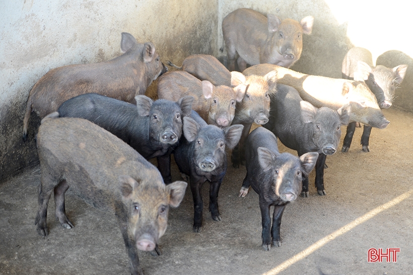 9X Nghi Xuân khai hoang đất đồi nuôi hàng trăm con lợn rừng